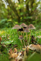 Little mushrooms in a garden meadow