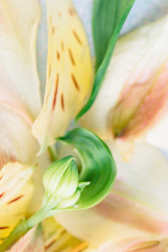 Bud and petals of yellow striped Alstroemeria (lily of the incas or Peruvian lily) flowers seen from above
