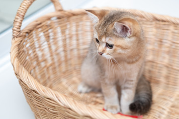 Fototapeta na wymiar Cute British Longhair cat