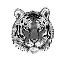 head of tiger isolated on white background. Wall stickers