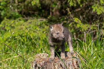 Naklejka na ściany i meble One month old wolf cub