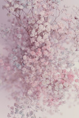 Small pink flowers with haze - 298149506