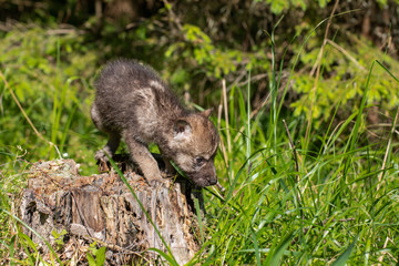 One month old wolf cub