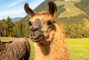 Obraz premium Portrait of a brown llama in the fields of South Tyrol, surrounded by nature.