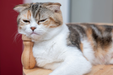 Obraz premium Cute British Longhair cat