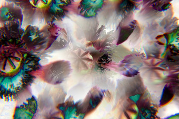 Abstract close-up of poppy flowers