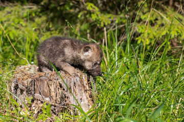 One month old wolf cub