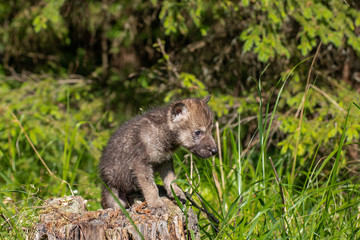 Naklejka na ściany i meble One month old wolf cub