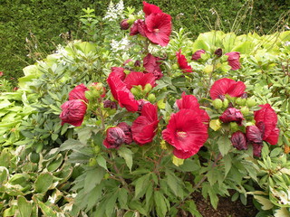 hibiskus © Jarosaw