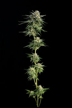 AK - 47