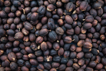COFFEE PROCESSING - NATURAL (DRY) PROCESS