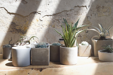 Succulents in concrete pots