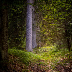 white trees in the forest with autumn colors