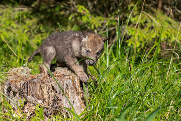 One month old wolf cub