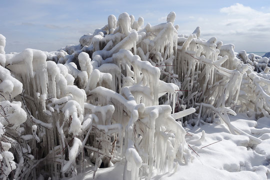 Winter Lake Scene Frozen Bushes