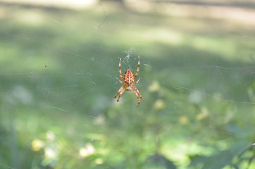 spider on a web