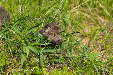 One month old wolf cub