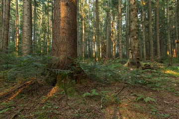 Natural Forest of European silver fir Trees, Sunbeams through Fog create mystic Atmosphere