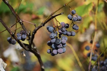 Ripe bunches of Isabella grapes on vine.