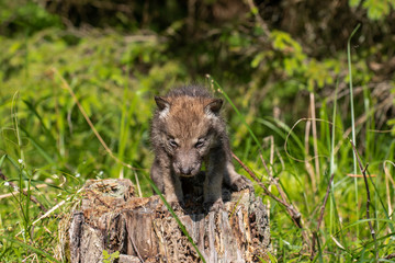 One month old wolf cub