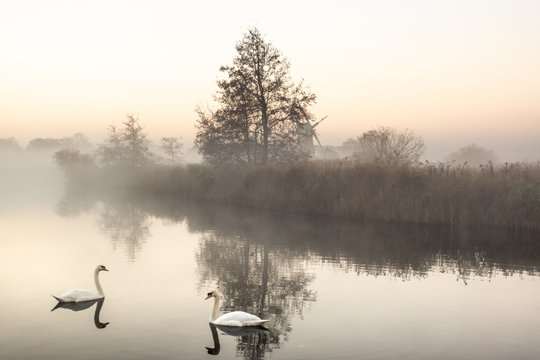 Swans swimming in river at sunrise