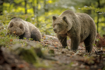 Mother bear with older cub