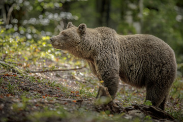 Large adult brown bear