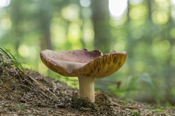 Russula olivacea mushroom in beech forest. Edible mushroom Russula olivacea growing in the moss in the spruce forest. 