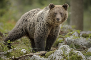 Obraz na płótnie Canvas European brown bear