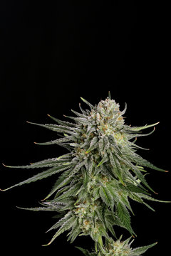 AK - 47