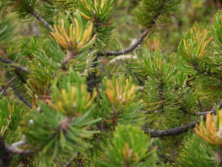 Auf dem Weg zum Trischübel