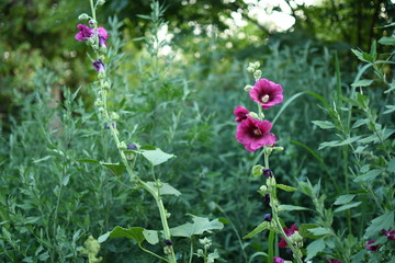 Fototapeta premium flowers in garden