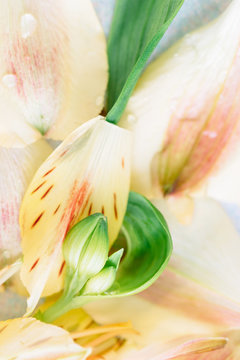 Yellow and peach petals and closed green bud of peruvian lilies close up