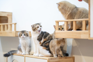 Cute British Longhair cat