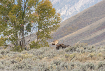Bull Shiras Moose During the Fall Rut in Wyoming