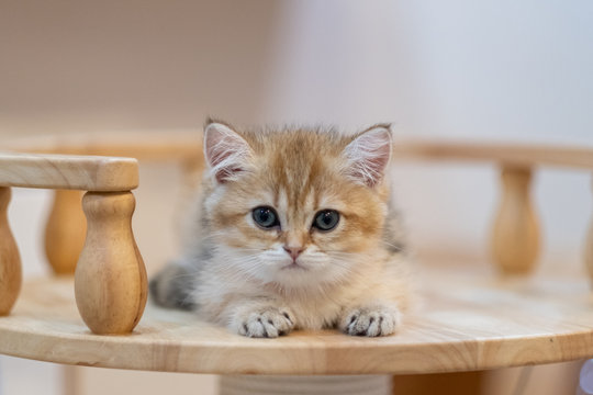 Chào mừng đến với thế giới của những chú mèo British Longhair đáng yêu! Chúng tôi tự hào giới thiệu cho bạn những hình ảnh đáng yêu và dễ thương của những chú mèo xinh xắn. Chắc chắn sẽ khiến bạn đắm say và muốn sở hữu ngay cho mình một chú mèo với vẻ ngoài quyến rũ này.
