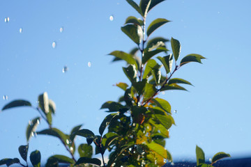 Watering tree, fresh water fall on green leaves. Natural pure. Rain at sunny day