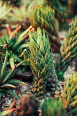Succulents,echeveria kalanchoe succulent house plants.Aloe ostifolia is succulent herbaceous plant,species of the Aloe genus of the Asphodelaceae family.The concept of houseplant for decoration.