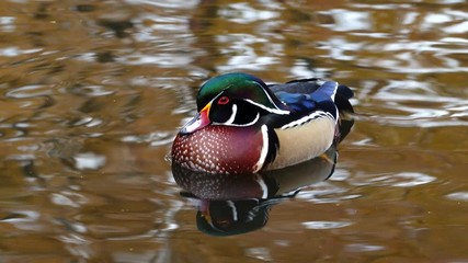 A male wood duck