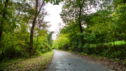 Walking path in a forest, paved trail with large trees