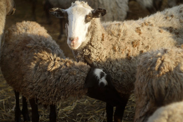 Obraz na płótnie Canvas Flock of sheep close up on the yard. Farm business. DOmestic animals 