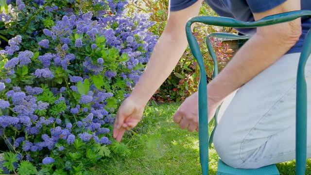 Close POV shot of a man upturning a seat / cushioned knee protector next to a pretty Californian lilac bush in a garden / yard, then kneeling down to pull up weeds.