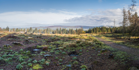 A multi image panorama of fog and mist starting to cover the section of Beacon Fell Country Park which has been cut back.