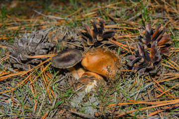 Mushrooms Suillus luteus and Tricholoma triste and cones in the pine forest. Mushrooms closeup. Soft selective focus.