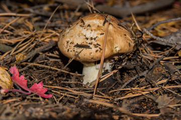 Mushroom Suillus luteus growing in the pine forest. Mushroom closeup. Soft selective focus.