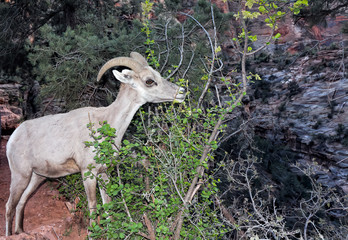 Bighorn Sheep in Zion