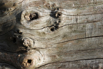 Dried log for wildlife
