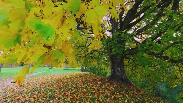VIdeo of the autumn landscape with mapple tree. Colorful foliage in the fall park.