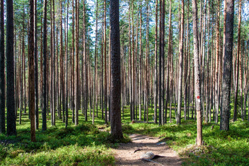 Forest of the Pyha-Hakki national park, Finland