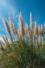 Fototapeta premium Tall Pampas grasses